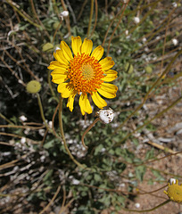 Flower in Hidden Valley (0156)