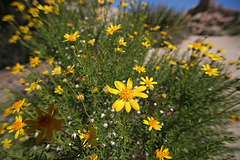 Flowers in Hidden Valley (0129)