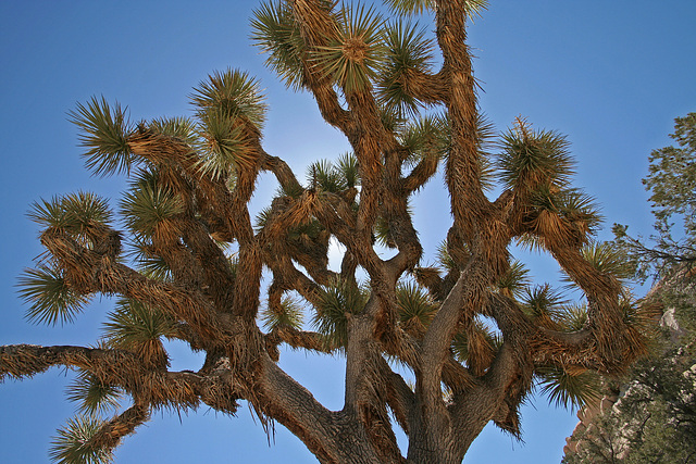 Joshua Tree in Hidden Valley (0191)