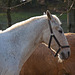 20110212 9778RAw [D~MH] Pferde