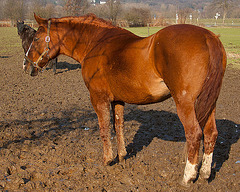 20110212 9777RAw [D~MH] Pferde