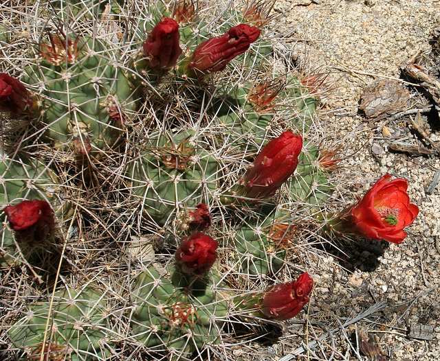 Mojave Mound Cactus in Hidden Valley (0161)