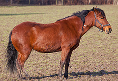 20110212 9766RAw [D~MH] Pferd