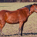 20110212 9766RAw [D~MH] Pferd
