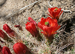 Mojave Mound Cactus in Hidden Valley (0162)