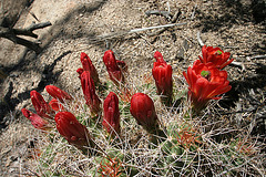 Mojave Mound Cactus in Hidden Valley (0163)