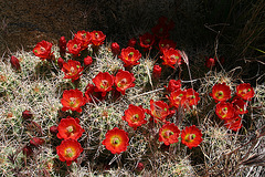 Mojave Mound Cactus in Hidden Valley (0185)