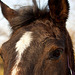 20110212 9770RAw [D~MH] Pferd