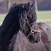 20110212 9771RAw [D~MH] Pferd