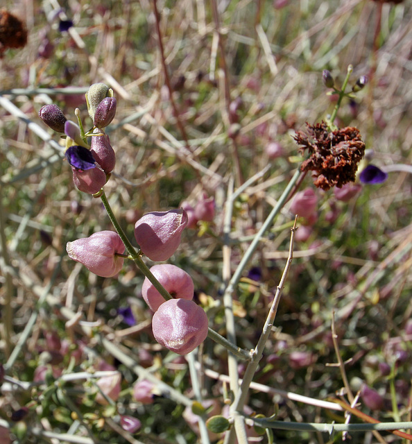 Paper Bag Bush in Hidden Valley (0145)