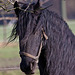 20110212 9772RAw [D~MH] Pferd
