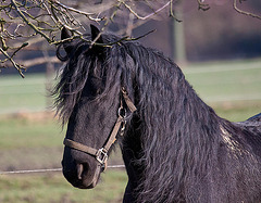 20110212 9773RAw [D~MH] Pferd