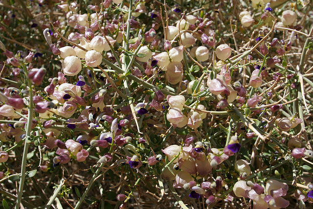 Paper Bag Bush in Hidden Valley (0188)