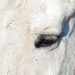 20110212 9774RAw [D~MH] Pferde-Auge