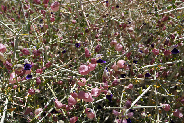 Paper Bag Bush in Hidden Valley (0147)