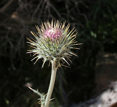 Thistle in Hidden Valley (0143)