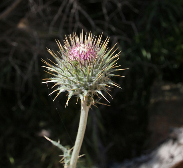 Thistle in Hidden Valley (0143)