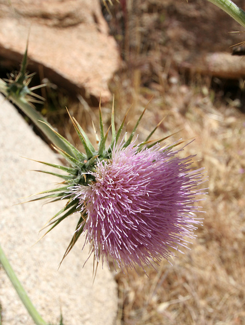 Mojave Thistle in Hidden Valley (0144)