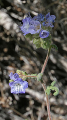 Phacelia Flowers in Hidden Valley (0190)