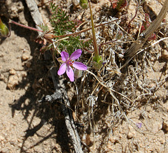 Wild Geranium Flower in Hidden Valley (0148)