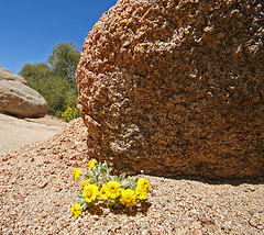 Tiny Flowers in Hidden Valley (0158)