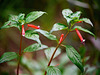 Cuphea ignea
