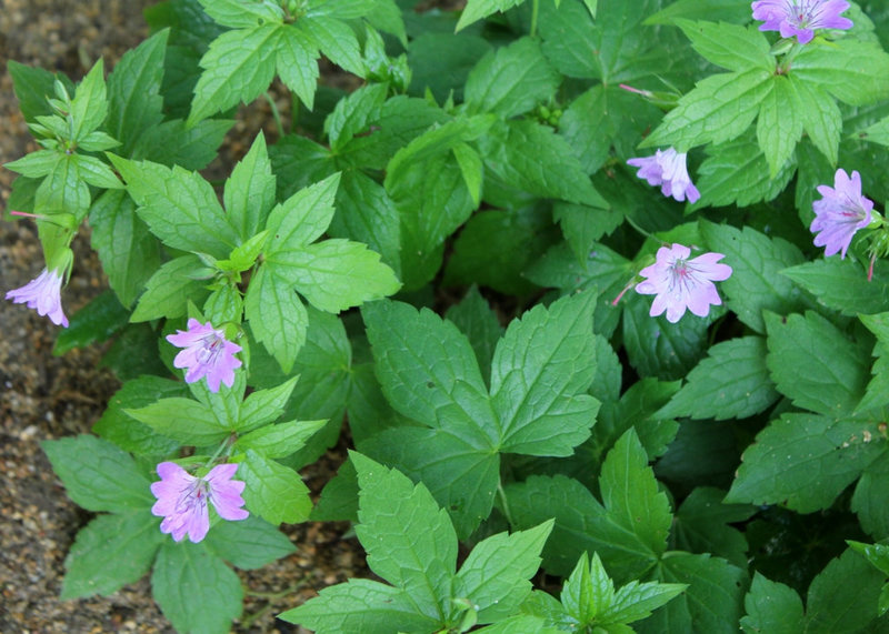 Geranium nodosum