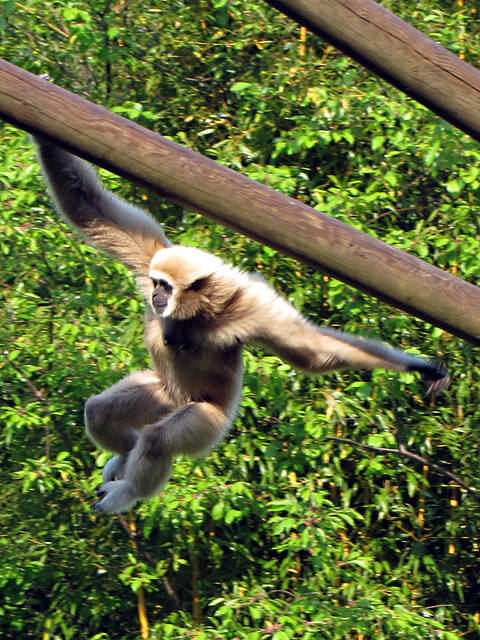 IMG 2492 Weißer Gibbon