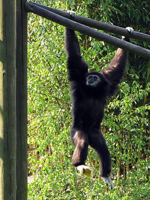 IMG 2509 Dunkler Gibbon