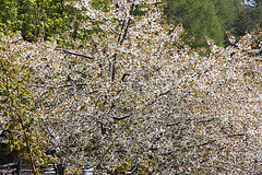 Kirschbaumblüte auf 1333 m Höhe -