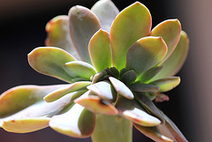 Graptoveria Fred Ives cristata