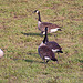 20110212 9787RAw [D~MH] Kanadsagans (Branta canadensis), Mülheim