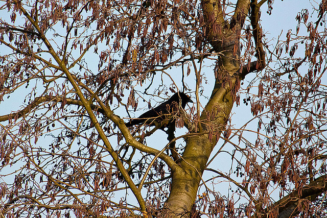 20110212 9799RAw [D~MH] Erle, Krähe, Ruhraue Mühlheim