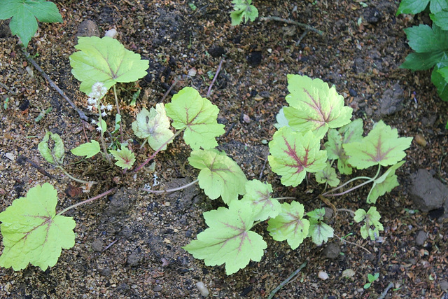 Heucherella " spotlight" ou Tiarella??