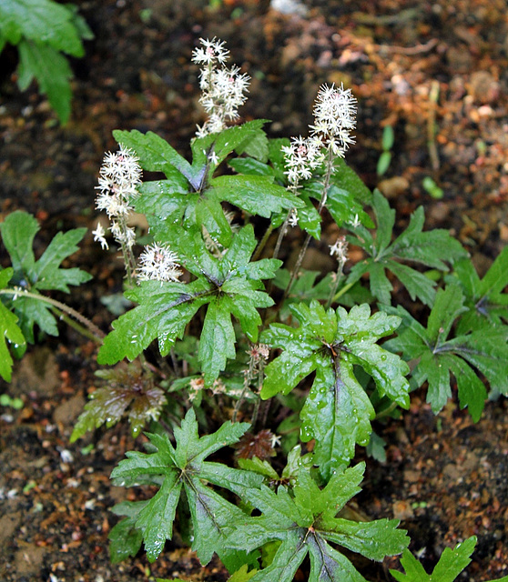 Tiarella "Black Snowflack" ???