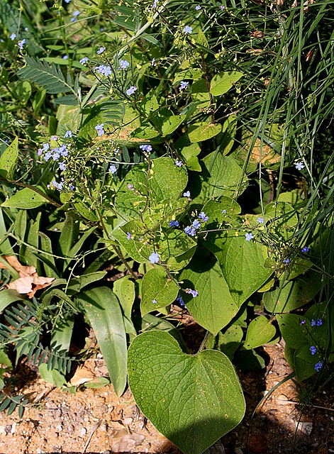 Brunnera macrophylla