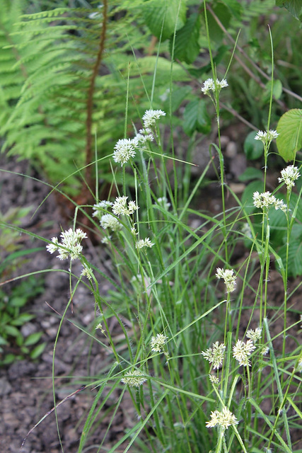 Rhynchospora alba