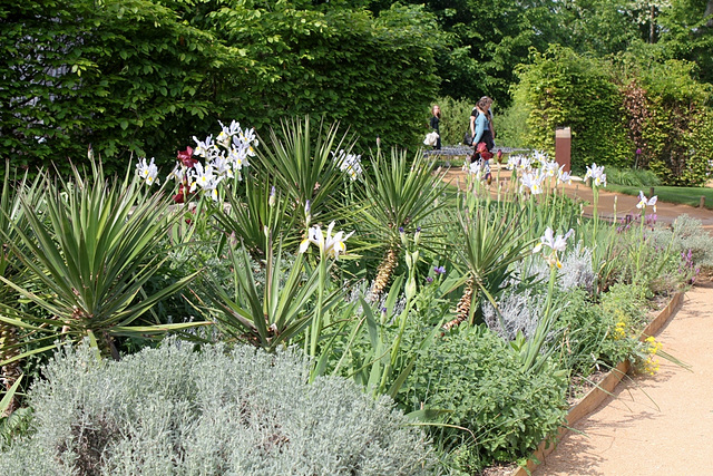 masif de yucca er Xiphium blancs