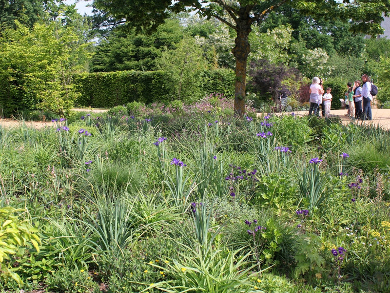 Massif au Xiphium