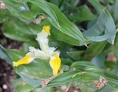 Iris bucharica