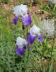 Iris TB amoena- Arpège