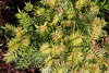 Sorbaria