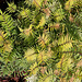 Sorbaria