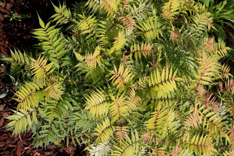 Sorbaria