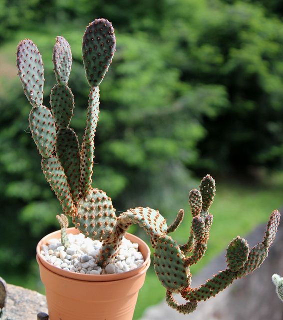 Opuntia microdasys