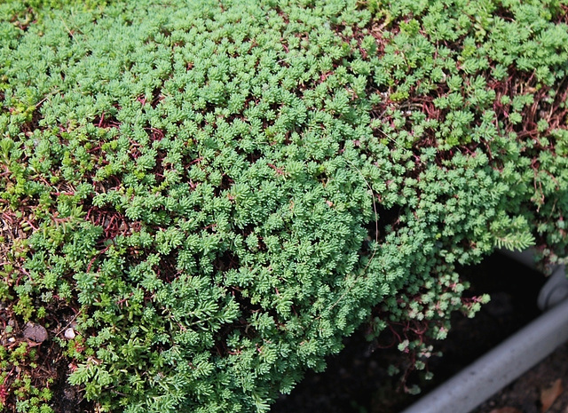 Sedum lydium