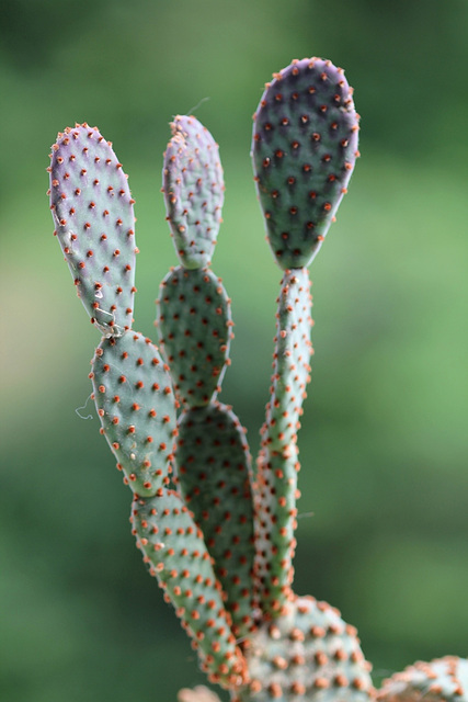 Opuntia microdasys 2