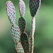 Opuntia microdasys 2