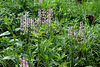 Salvia pratensis-Sauge des prés roses