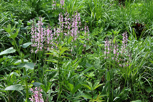 Salvia pratensis-Sauge des prés roses